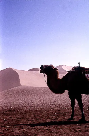 鳴沙山の駱駝