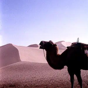 鳴沙山の駱駝