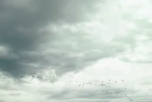 羽田の空を飛ぶ鳥の群れ