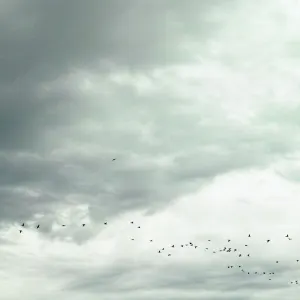 Flocks of birds in the skies over Haneda