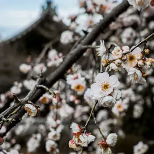 祥雲寺に咲く梅の花