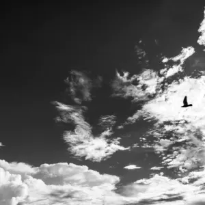 雲の合間を飛ぶ鳥