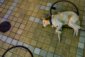 Dog taking a nap