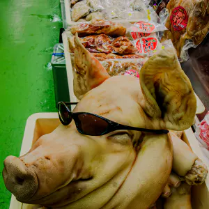 Pig head wearing sunglasses
